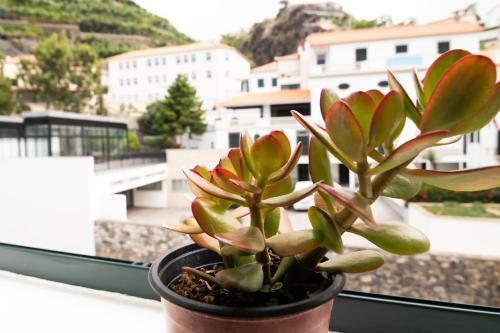 Villa Ponta Do Sol Apartment
