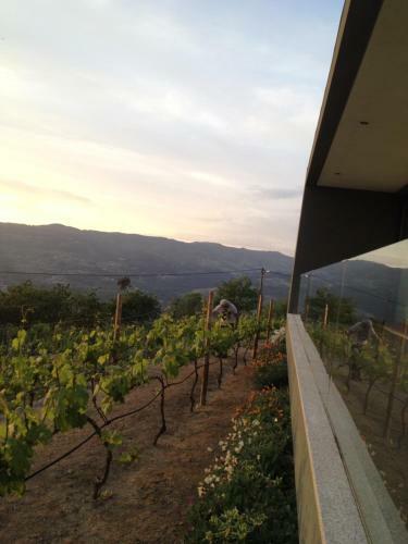 Vald'ar�gos - Douro