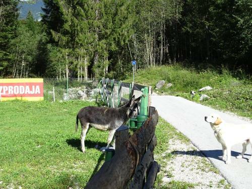 Hostal Guest House Prkosnik