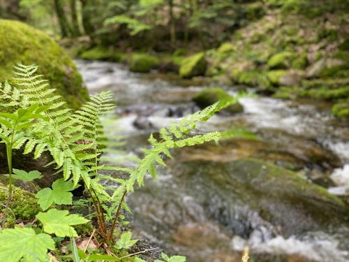 Apartamento Schwarzwald Wohnung Kniebis