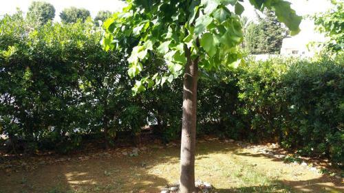 Apartamento Le Felicita