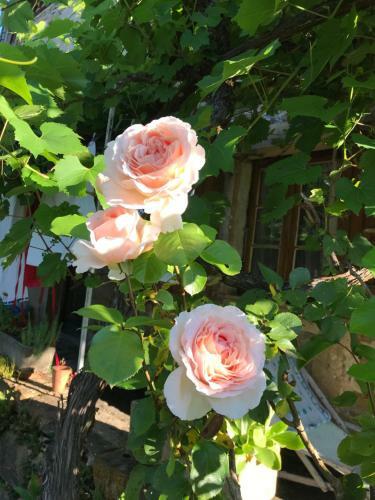 La Maison D H�l�ne