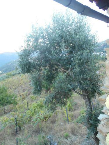 Casa Da Vinha Em Tabua�o - Douro