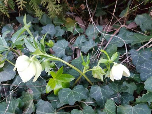 Apartamentos Ferienwohnung Auszeit