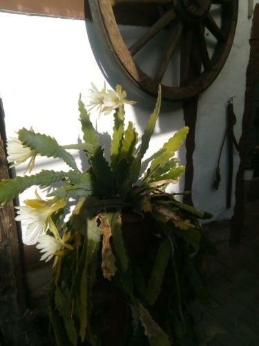 Apartamento Weingut-ferienhof Sch�fer