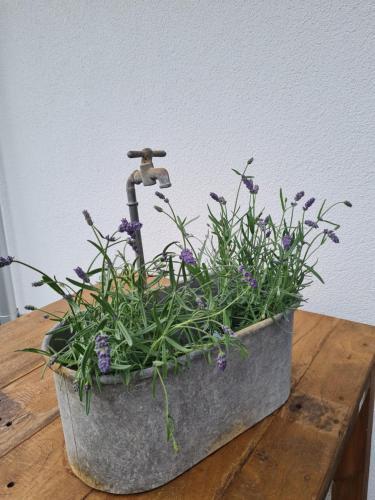 Apartamento Ferienidyll Hofmann