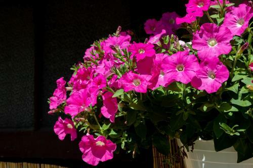 Apartamento An Der Abzucht