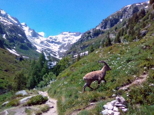 Apartamento Chalets Pyrene Mont-blanc