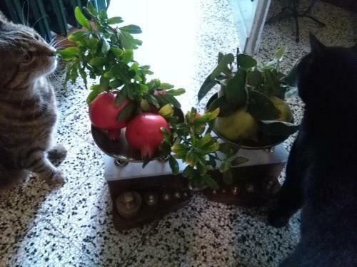 Bed & Breakfast I Quattro Gatti