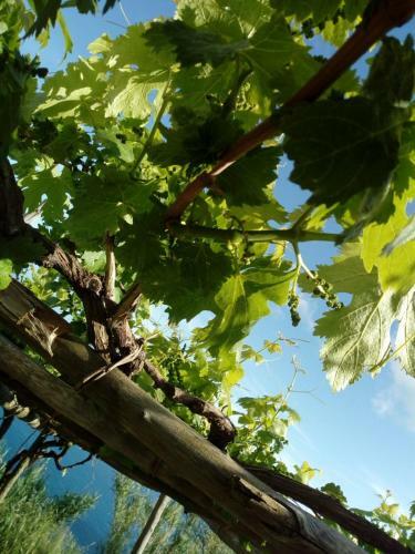 Apartamento Il Vigneto