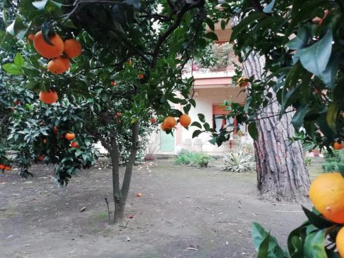 Apartamento Etna Mare Jonio