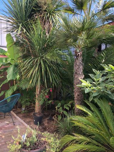 La Petite Maison Dans La Jungle