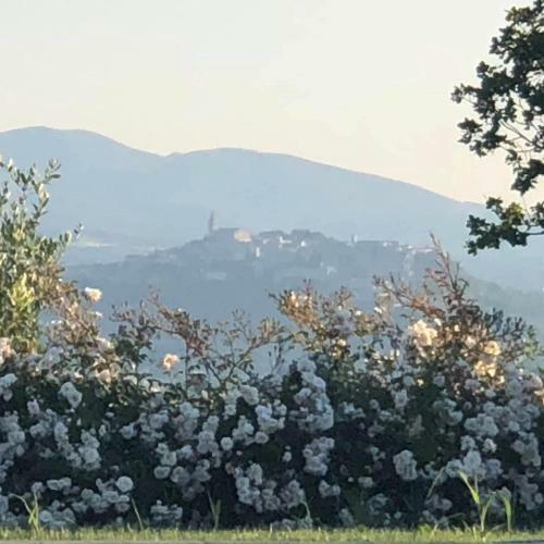Villa Millefiore