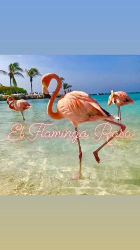 El Flamingo Rosa Cod Iun P5386