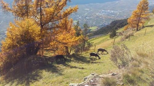 Agroturismo Oberk�benhof