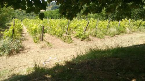 Podere Il Cardellino