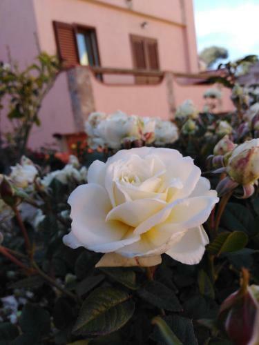 Bed & Breakfast The Roses Garden