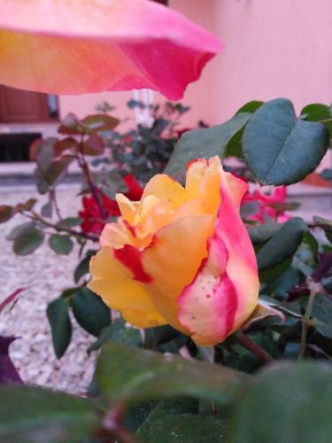 Bed & Breakfast The Roses Garden