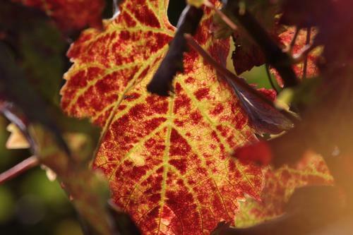 Apartamento UNA Terrazza Sulla Malvasia