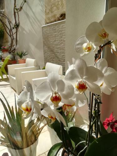 Meraki B&B