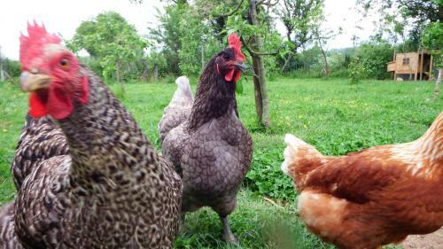 Bed & Breakfast Les Cerisieres