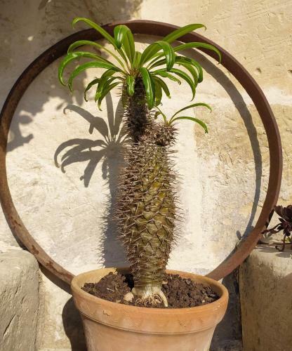 Hostal Giardino Frannicola