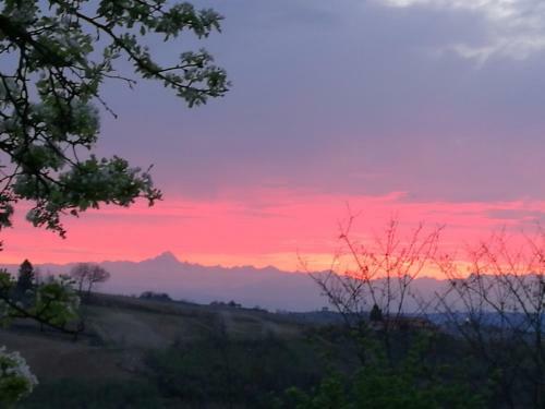 Le Rose Di Mapi