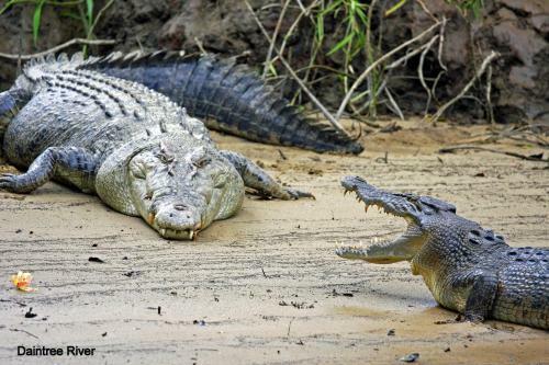 Daintree Riverview Lodges