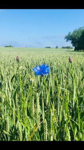 Apartamento Landhaus Hohenfelde