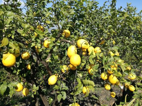 Il Limoneto Di Leo