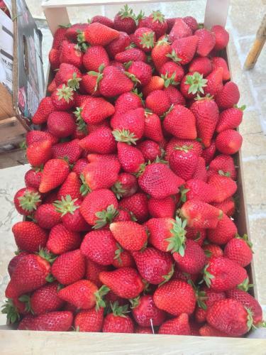 Agroturismo Masseria Battaglini