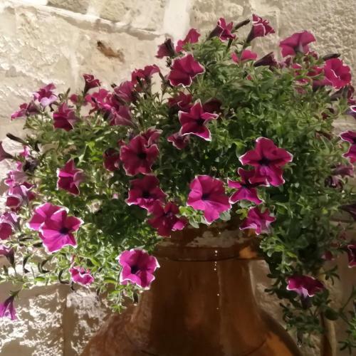 Annas Trulli Paradise-alberobello
