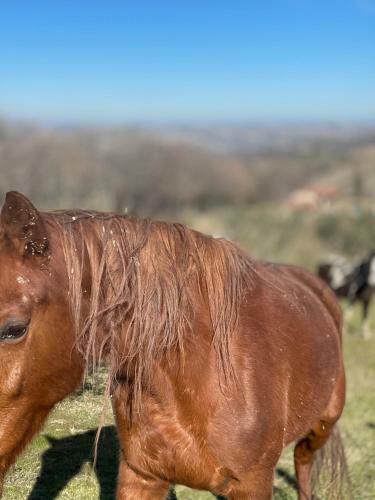 Bed & Breakfast Agriturismo Colle Delle Stelle