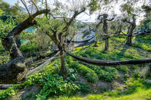 Bed & Breakfast Villa Lorelei