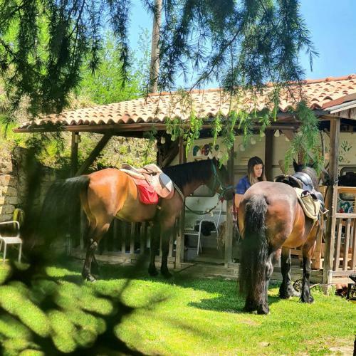 Re Piano Appartamento Le Rondini