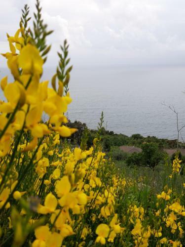 Cinque Terre Moneglia Apartment Splendid Seaview