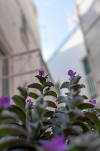 Apartamento La Casetta Vico San Leonardo