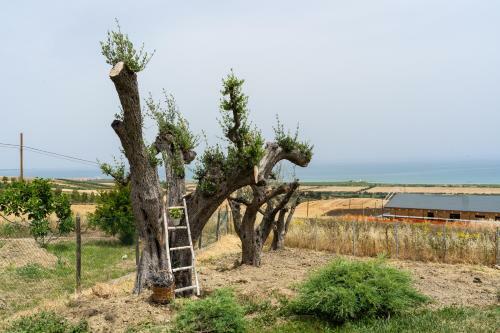 In Collina Sul Mare...