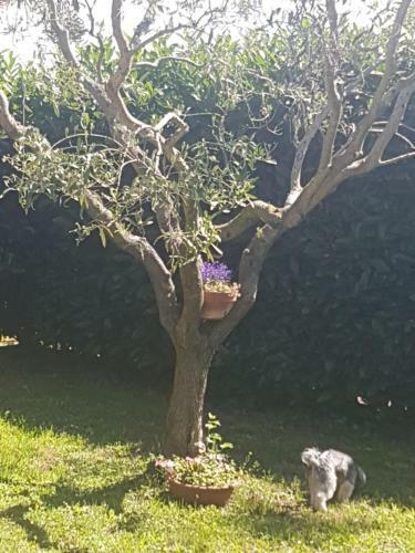 Apartamento Agricampolungo Monterosi