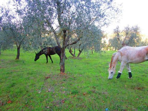 Apartamento Il Mandorlo Di Monteriggioni