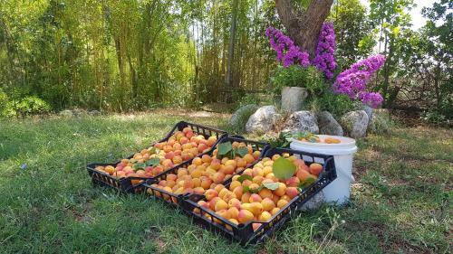Agroturismo Petra Lucana