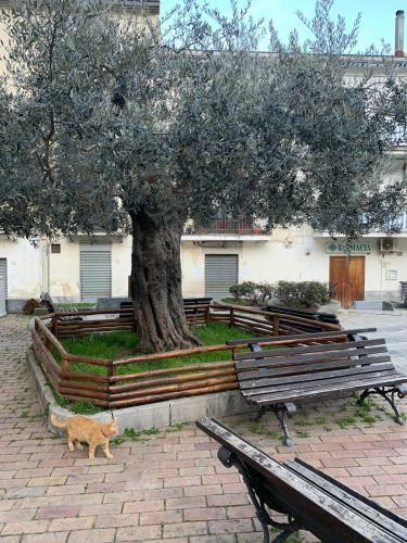 B&B Il Vicoletto