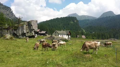 Monte Riga