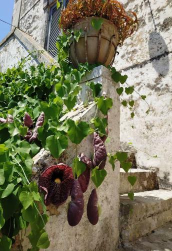 Antica Dimora Guesthouse, Casa Storica, Ortelle