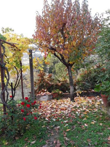 La Casa Delle Rose