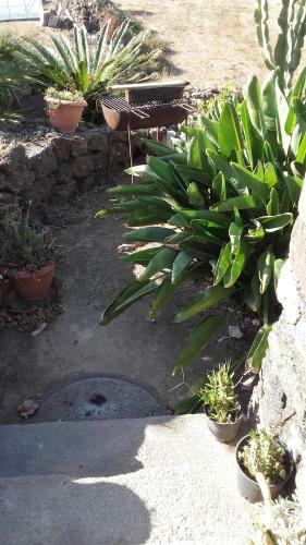 Le Due Cycas