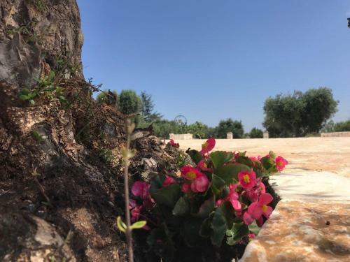 Agroturismo Trulli Da Lalli