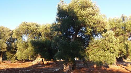 L'antico Orto