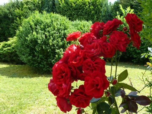 Apartamento Wald Und Wiese