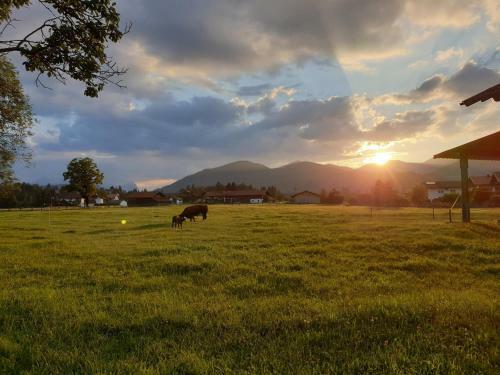 Apartamento Ferienwohnungen Hanslbauer